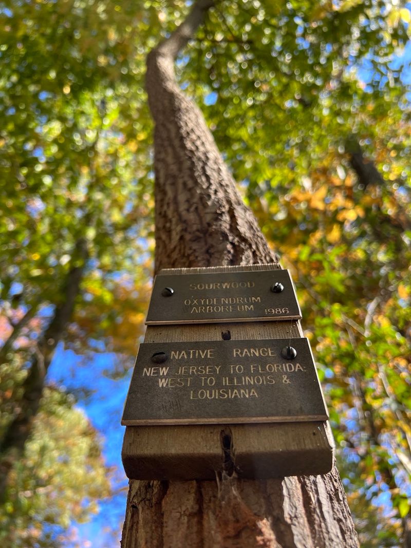 Labeled Trees That Turn A Walk Into A Lesson