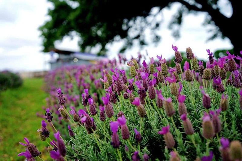 Lavender Fields Just Off The Highway