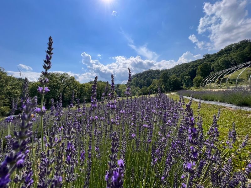 Lavender Rows You Can Actually Cut Yourself Lavender Rows You Can Actually Cut Yourself