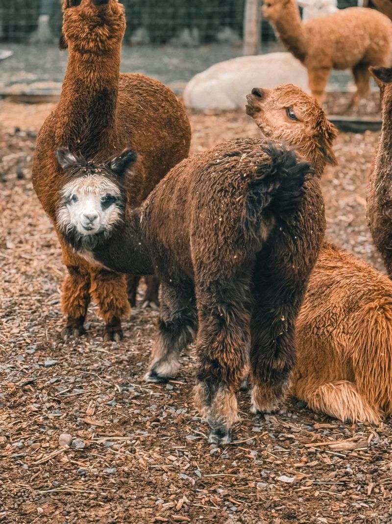 Learning About Alpacas Here Feels Nothing Like a Classroom Learning About Alpacas Here Feels Nothing Like a Classroom