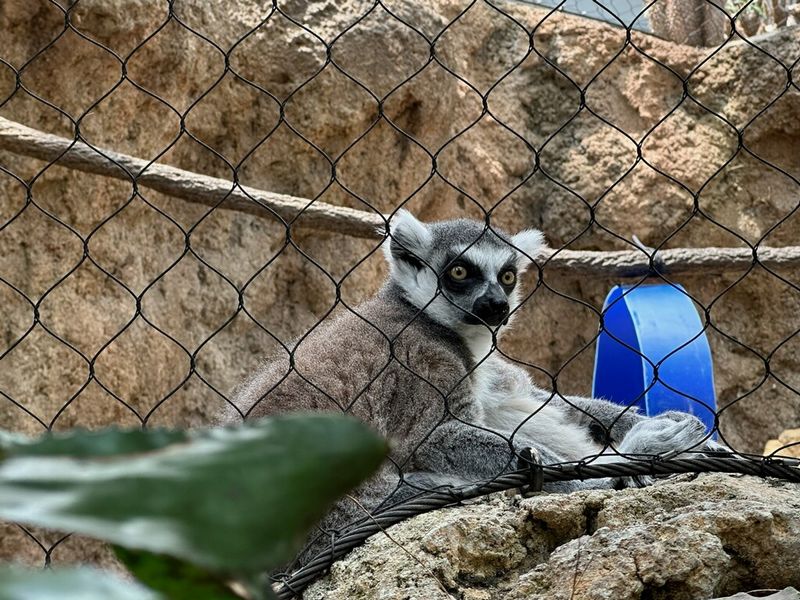 Lemurs Overhead and Butterflies Everywhere in Tropical Cove Lemurs Overhead and Butterflies Everywhere in Tropical Cove