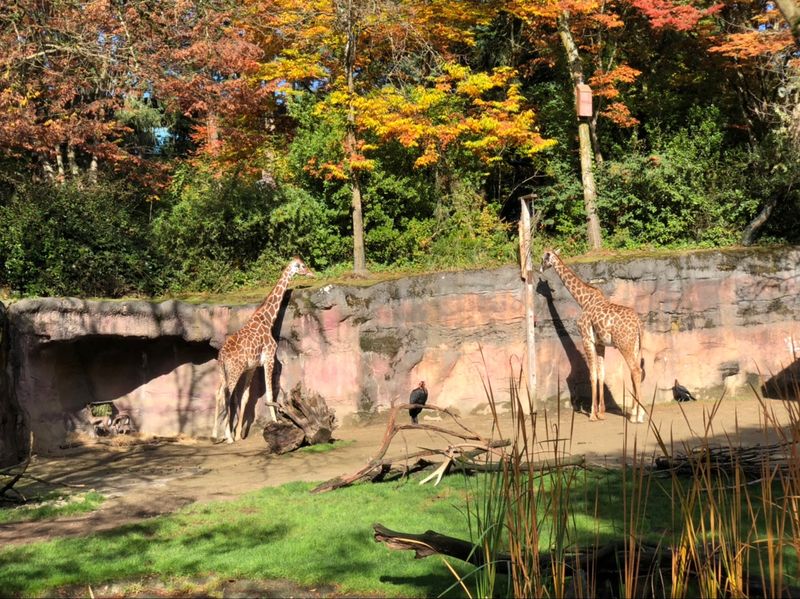Lions, Rhinos And The Savanna Side Of The Park