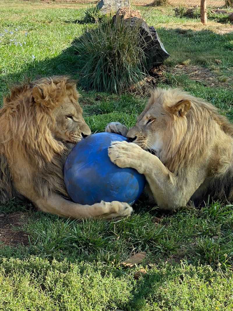 Lions, Tigers, And That First Real Roar Lions, Tigers, And That First Real Roar
