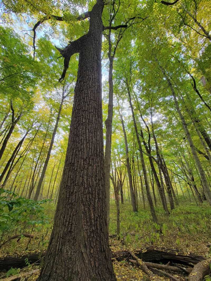 Listen for Life in Every Forest Layer Listen for Life in Every Forest Layer
