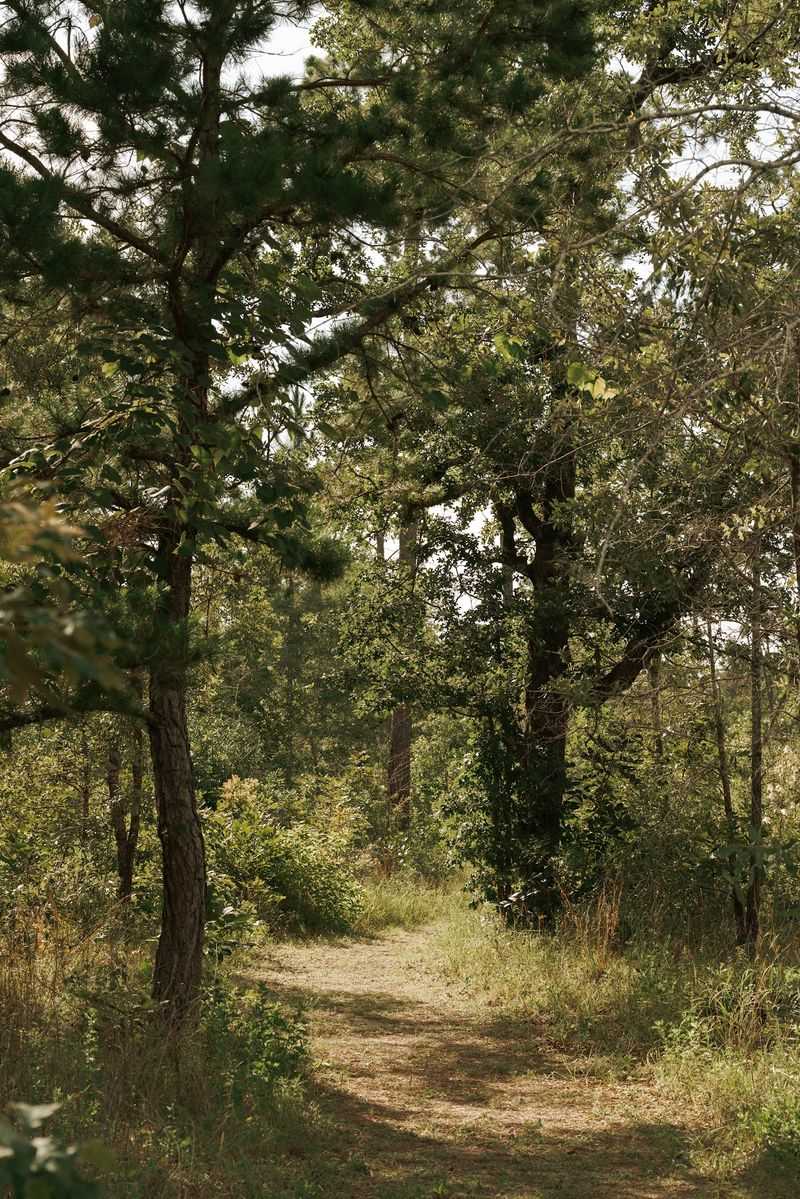 Longleaf Pines That Outlive Generations Longleaf Pines That Outlive Generations