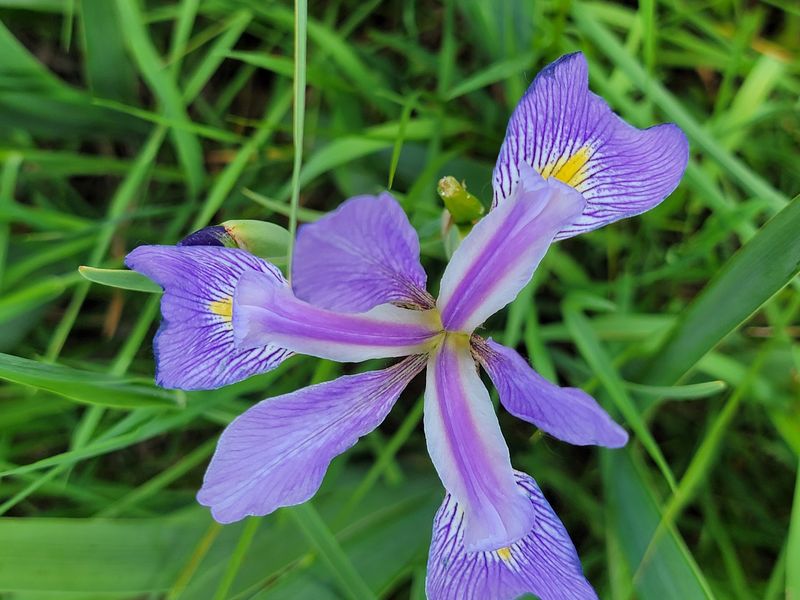 Look for Wild Orchids Rarely Found Elsewhere in Indiana Look for Wild Orchids Rarely Found Elsewhere in Indiana