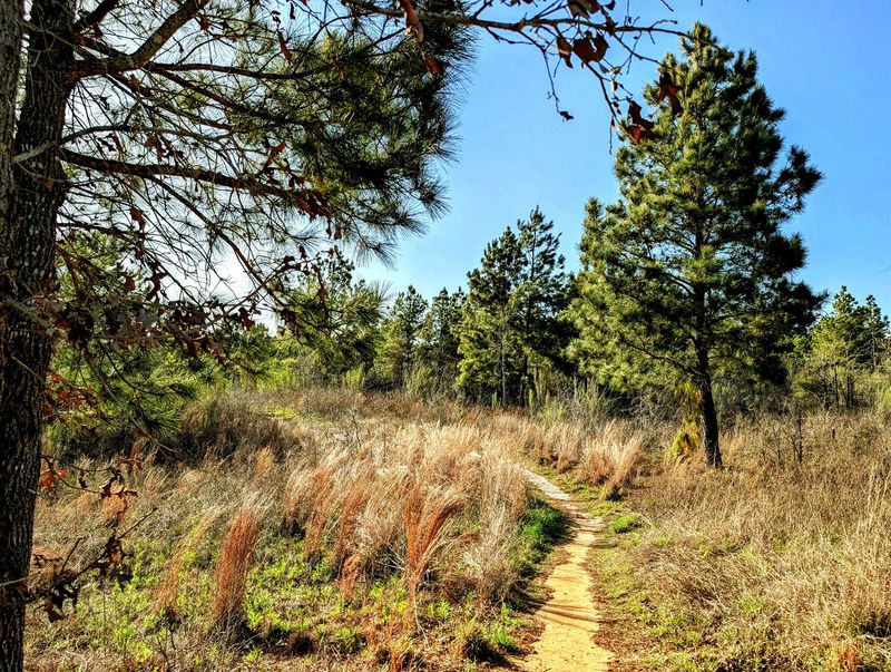 Lost Pines Loop, The 8.4-Mile Test