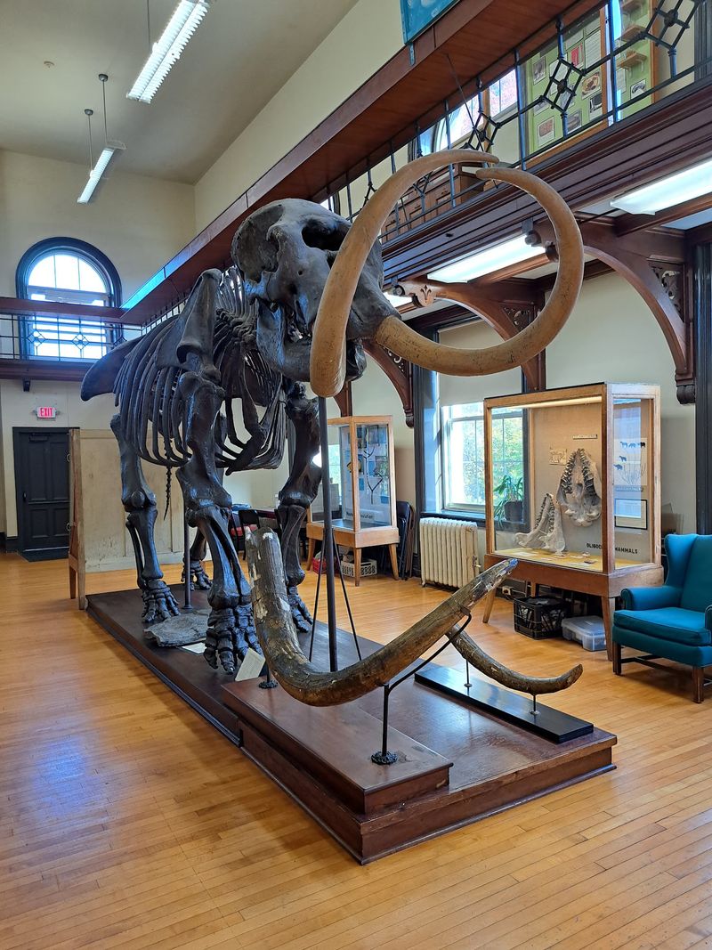Manny the Mastodon and a Giant Spider Crab