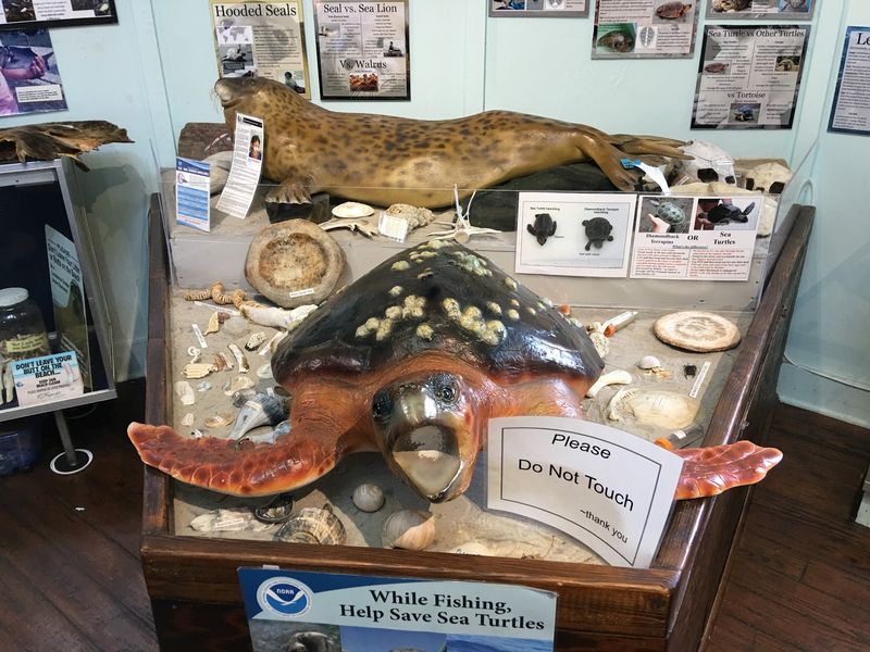 Marine Mammal Stranding Center Sea Life Museum