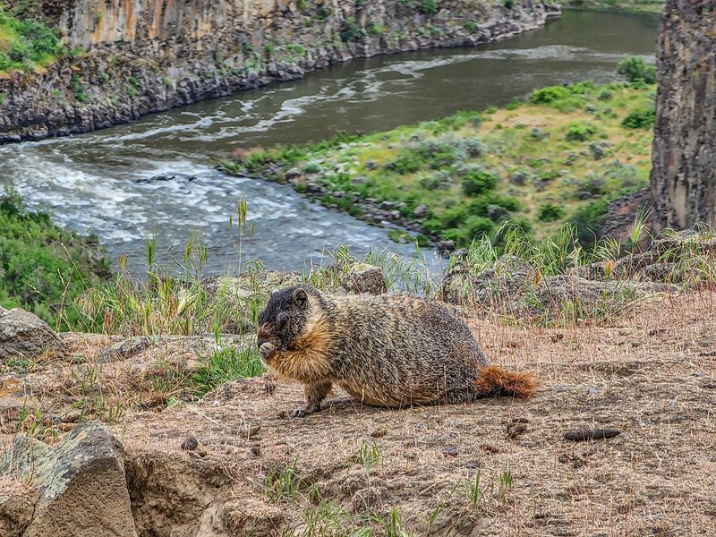 Marmots, Hawks, and Picnic Tables