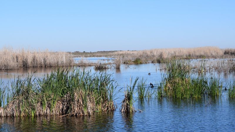 Marsh birds steal the show