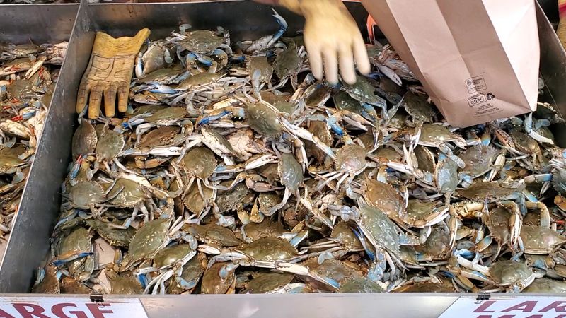 Maryland Blue Crabs Piled High in Wooden Baskets