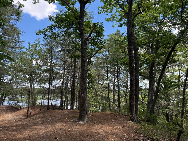 Maurice River Bluffs Preserve