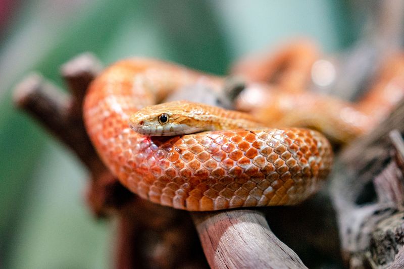 Meet Pharaoh, Grits And The Rest Of The Snake Crew Meet Pharaoh, Grits And The Rest Of The Snake Crew