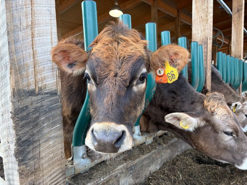 Meet The Cows and Catch the Afternoon Milking Meet The Cows and Catch the Afternoon Milking
