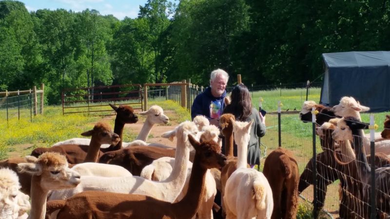 Meet the Herd: Over 60 Alpacas With Champion Bloodlines