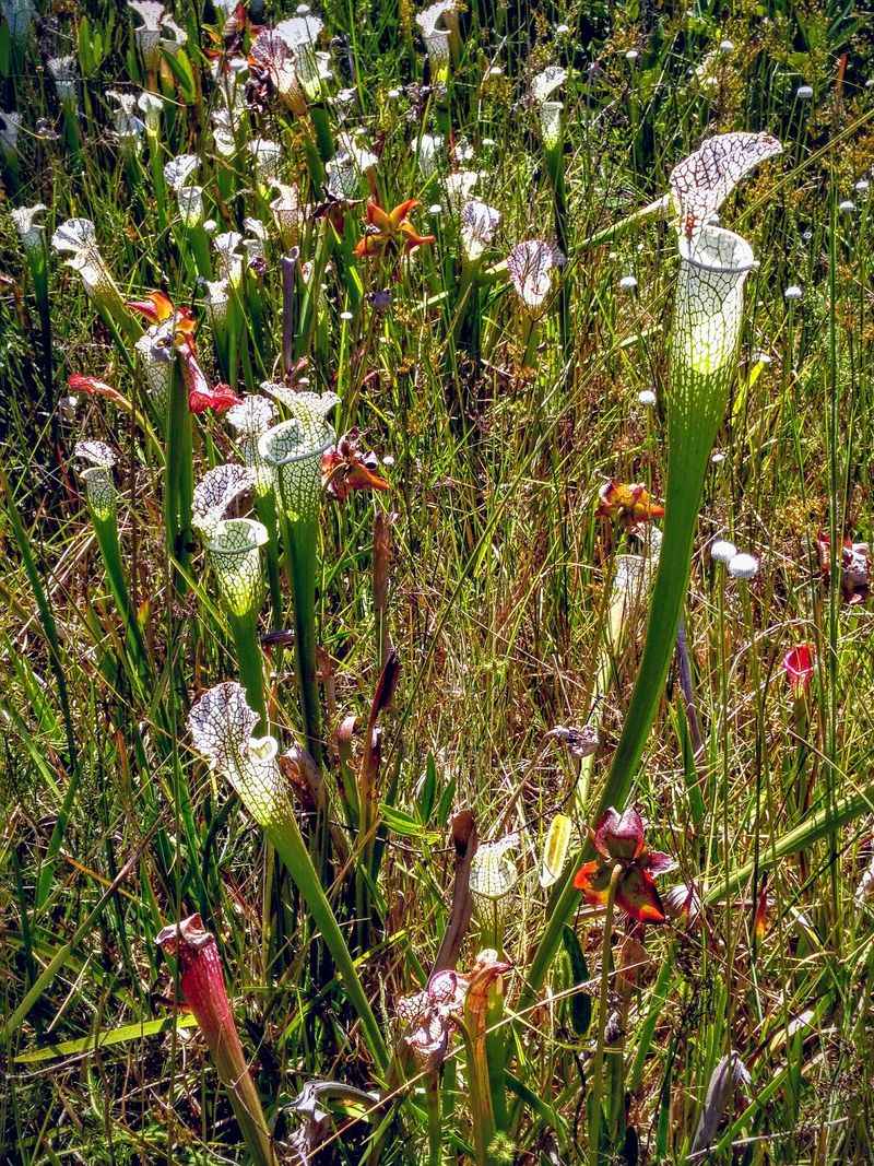 Meet the Plants That Eat Bugs for Breakfast