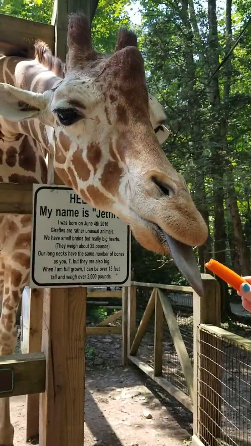 Meeting Jethro the Giraffe Face to Face