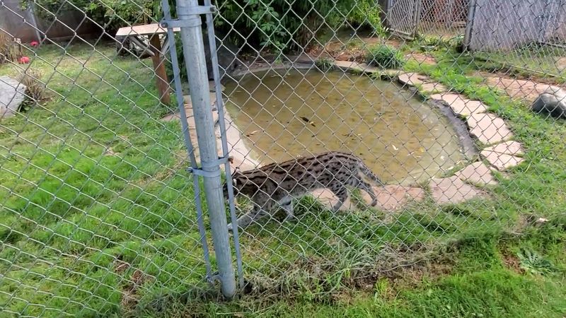 Meeting The Small Wild Cats Nobody Knows About Meeting The Small Wild Cats Nobody Knows About
