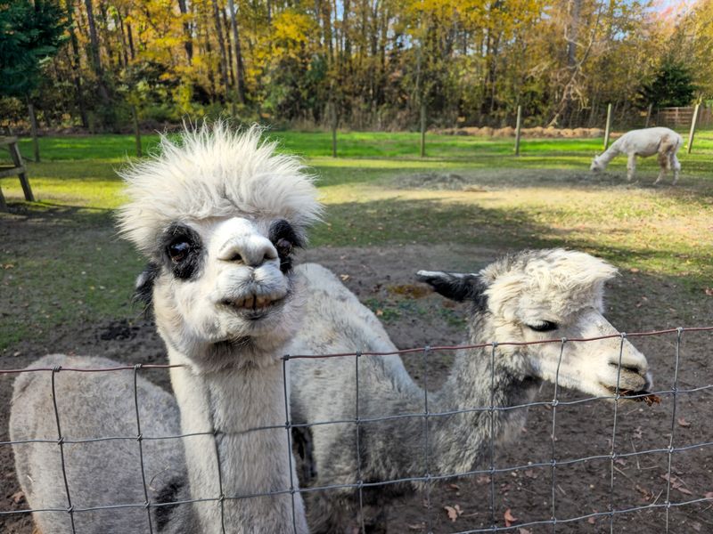 Meeting the Herd, One Fluffy Face at a Time