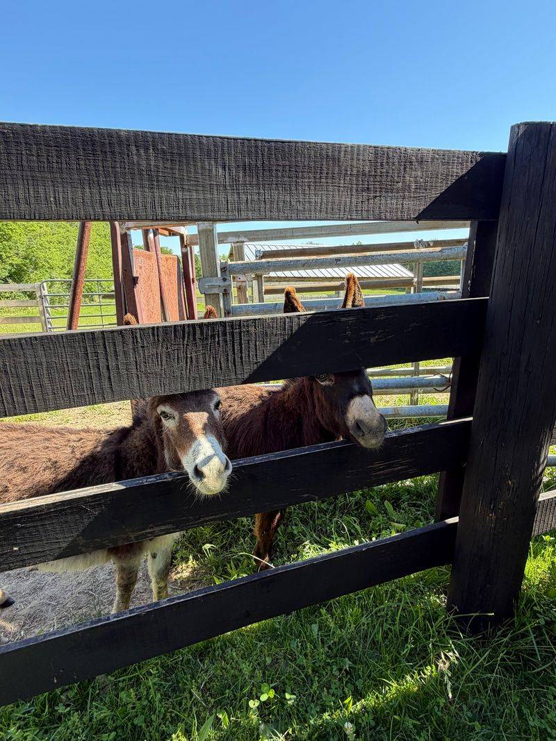 Mini-Donkeys, Alpacas And Other Personalities On Payroll
