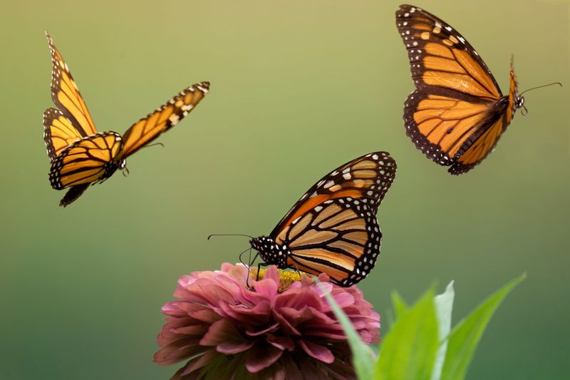 Monarch Butterflies Stop Here Every Fall Monarch Butterflies Stop Here Every Fall