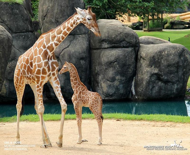 Montgomery Zoo and Its Nose-to-Nose Giraffe Deck Montgomery Zoo and Its Nose-to-Nose Giraffe Deck