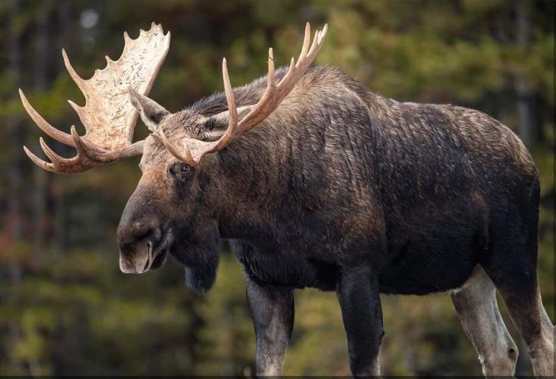 Moose Magic Unveiled at Gorham Moose Tours Moose Magic Unveiled at Gorham Moose Tours