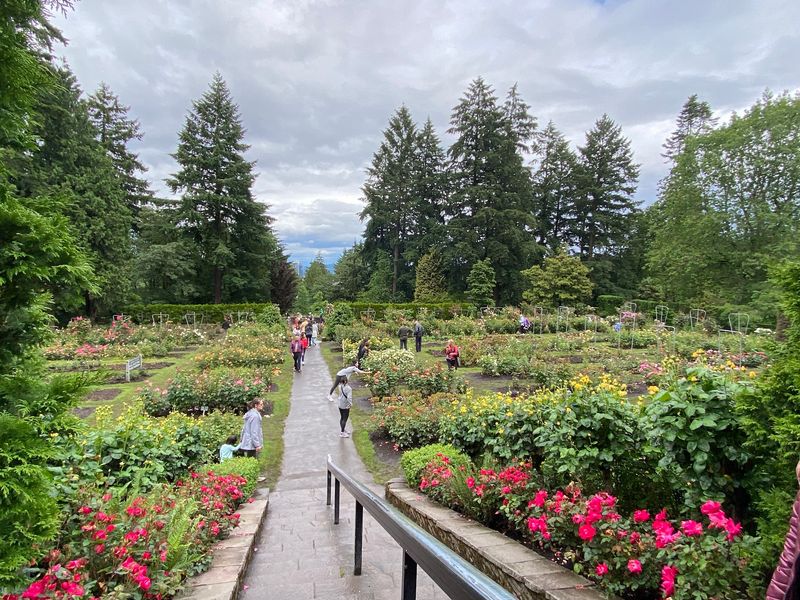 More Than 2,000 Roses, and the Count Keeps Climbing