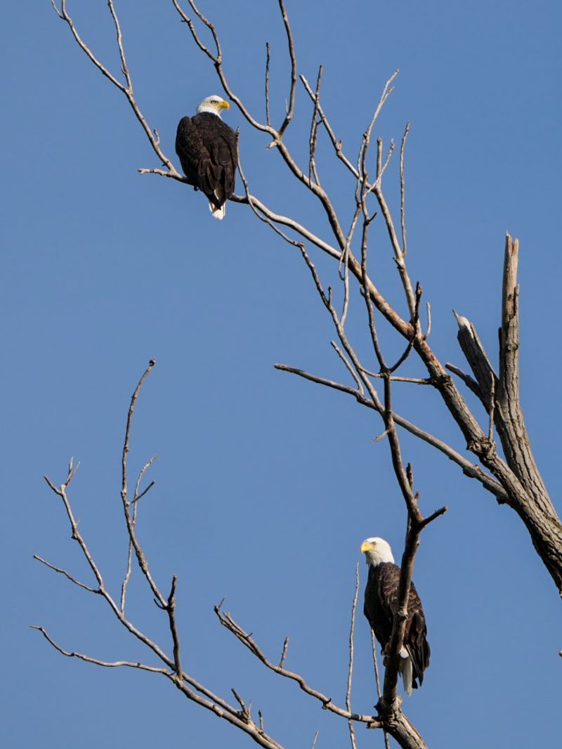 More Than Just One Famous Bird