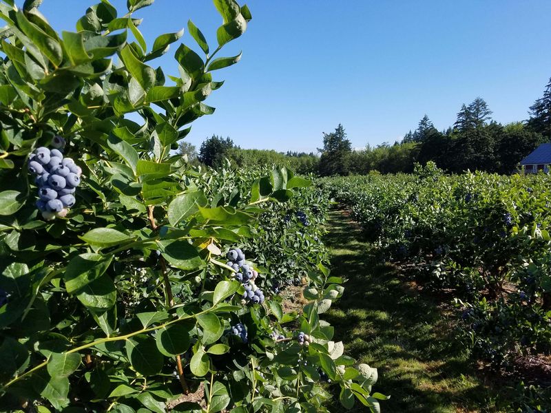 Morning Shade Farm, Canby