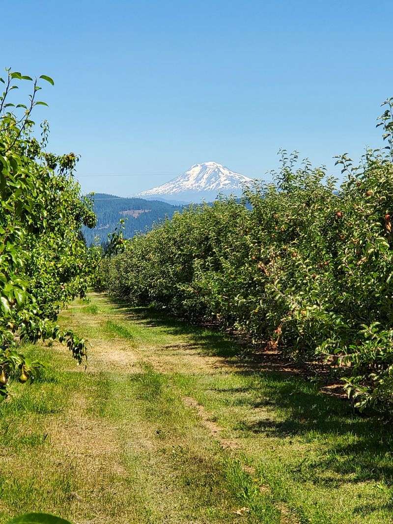 Mount Hood Looming Over Everything