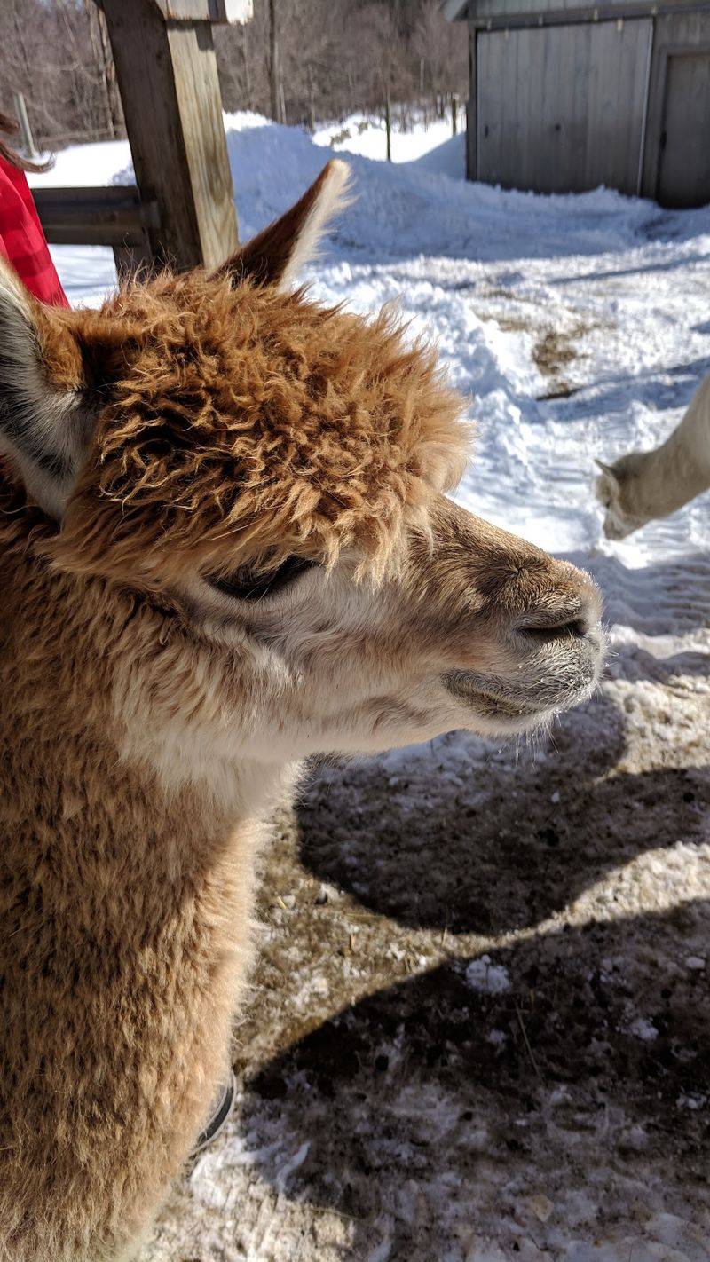 My First Alpaca Encounter Up Close My First Alpaca Encounter Up Close