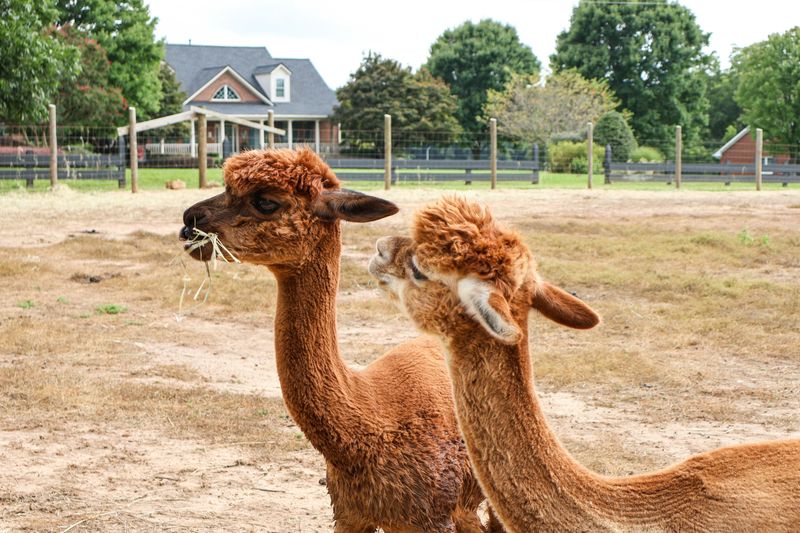 National Alpaca Farm Day and the Events That Keep Drawing People Back National Alpaca Farm Day and the Events That Keep Drawing People Back