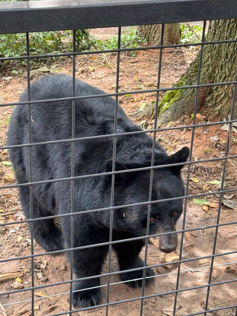 Native Appalachian Wildlife Right In Your Backyard Native Appalachian Wildlife Right In Your Backyard