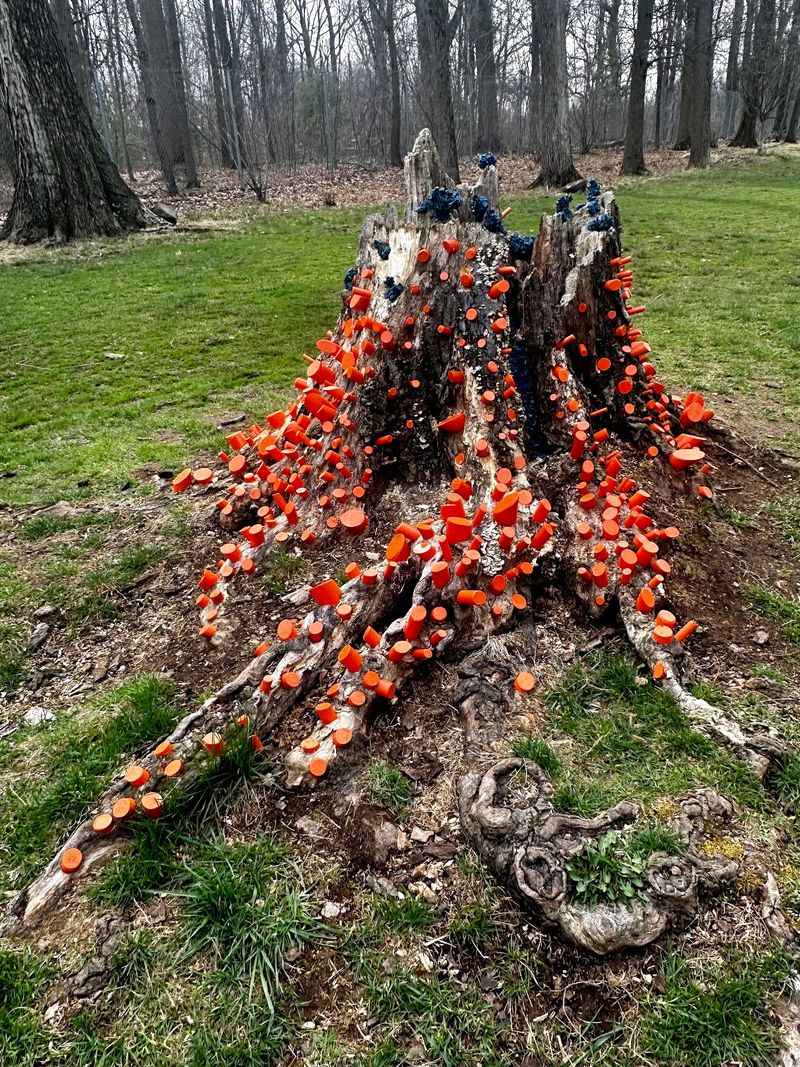 Nature Art That Grows From the Landscape