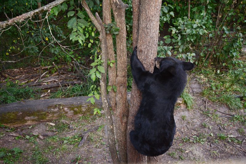 Nature's Playground, Bear Country