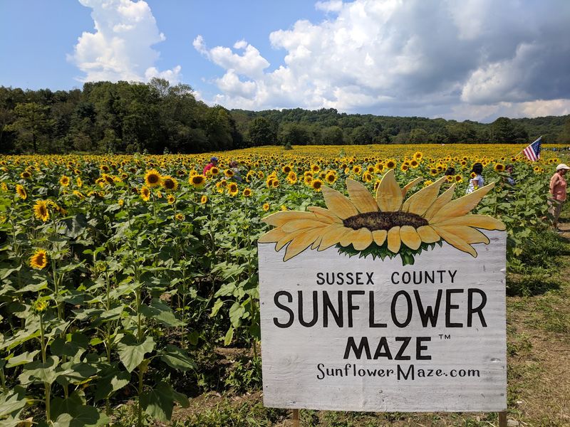 New Jersey's Original Sunflower Maze