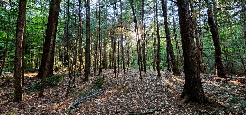 North Region, Where the Forest Swallows the Road North Region, Where the Forest Swallows the Road