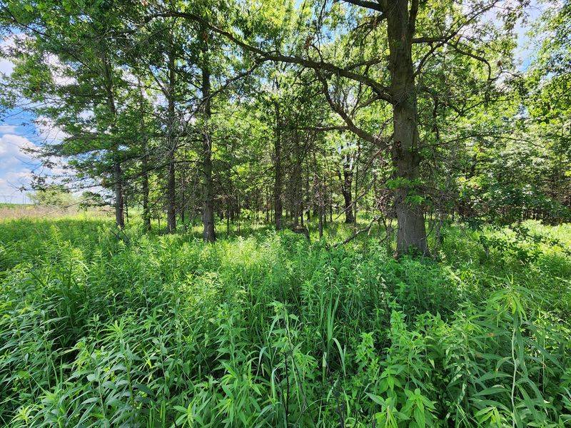 Oak Savanna on the Higher Ground
