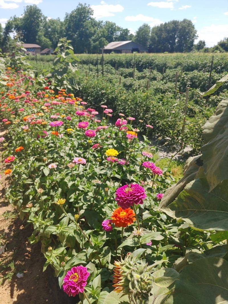 Old Barns, Antique Tractors, and Flower Fields Worth Photographing