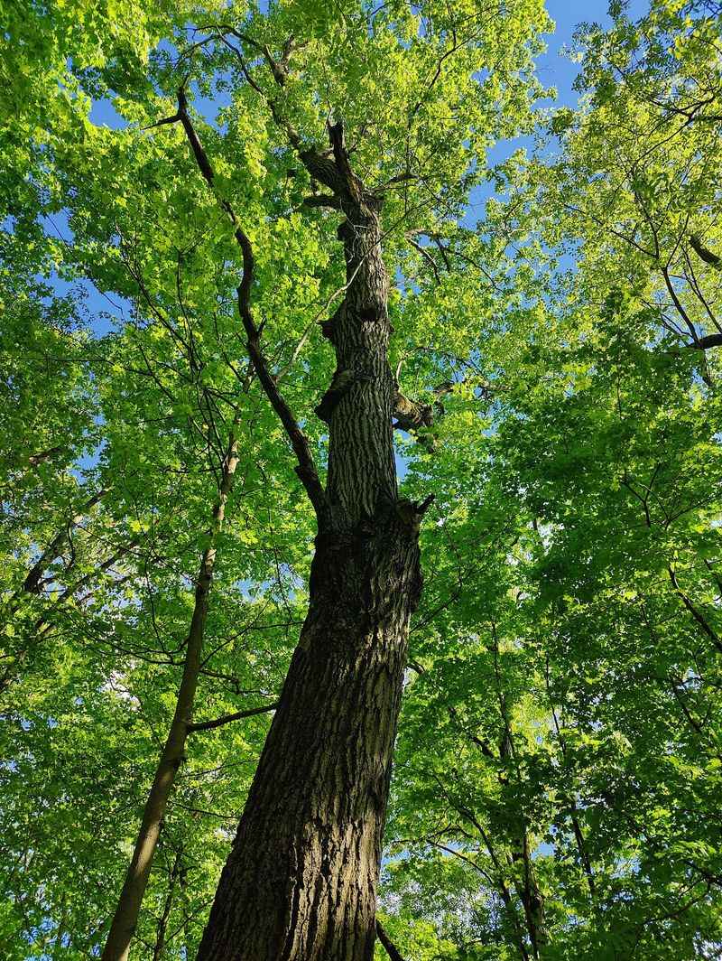 Old Giants That Have Been Standing For Two Centuries
