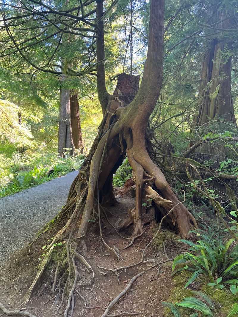 Old-Growth Forest That Makes the Journey Half the Experience