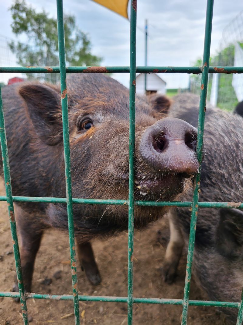 Open Barn Days Are Perfect for Families and First-Timers Open Barn Days Are Perfect for Families and First-Timers