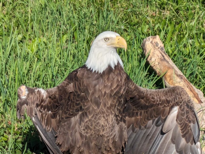 Otters, Eagles and Tortoises in the Americas Area