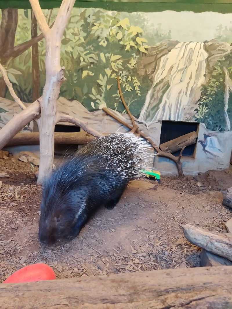 Otters, Porcupines And Other Small Scene Stealers Otters, Porcupines And Other Small Scene Stealers