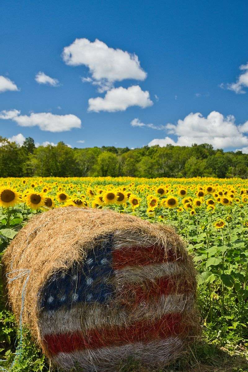 Over 120 Varieties of Sunflowers