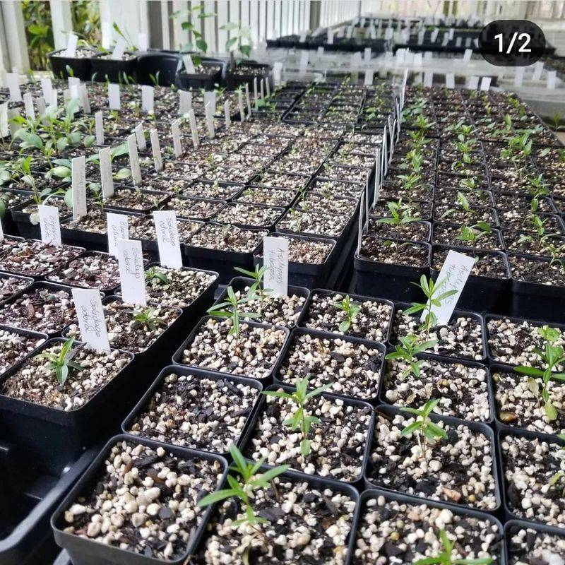 Over 300 Species, All Grown From Seed Over 300 Species, All Grown From Seed