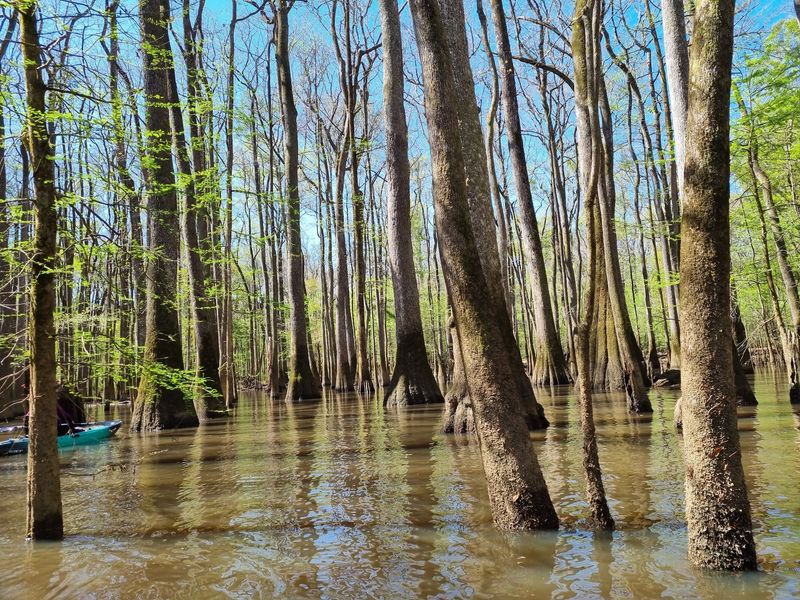 Paddling Under the Canopy Paddling Under the Canopy