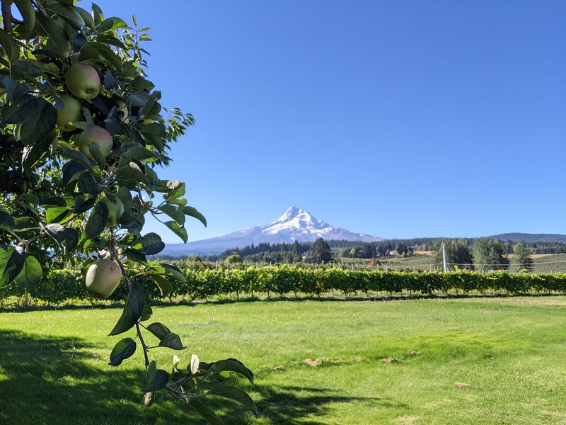 Pears, Including Asian Varieties Worth the Detour